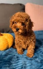 Toypoedel pup, Poedel, 8 tot 15 weken, Teef, Parvo