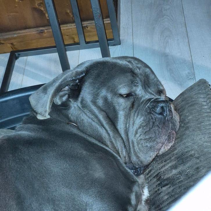 Wij zoeken oppas/opvang voor Bram cane corso, Dieren en Toebehoren, Honden | Bulldogs, Pinschers en Molossers, Reu, Overige rassen