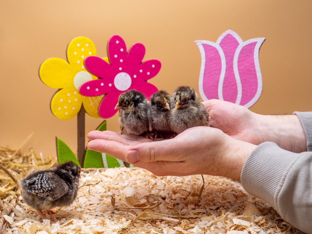 Barnevelder kriel zilver gezoomd kuikens gesekst & ingeënt, Dieren en Toebehoren, Pluimvee, Vrouwelijk, Kip