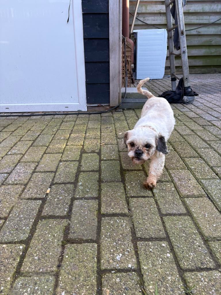 Lieve maltezer shishu tekoop, Dieren en Toebehoren, Honden | Poolhonden, Keeshonden en Oertypen, Parvo, Eén hond, 3 tot 5 jaar