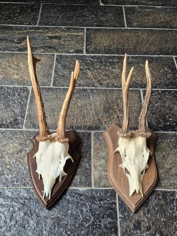 2 Mooie Ree geweien samen € 20 jacht hut mancave g30, Verzamelen, Dierenverzamelingen, Gebruikt, Gewei of Kop, Hert, Ophalen of Verzenden