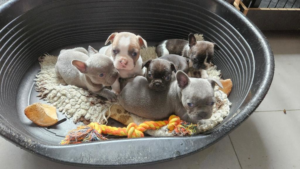 Franse Buldog Pups met Stamboom, Parvo, 8 tot 15 weken, Bulldog, Meerdere