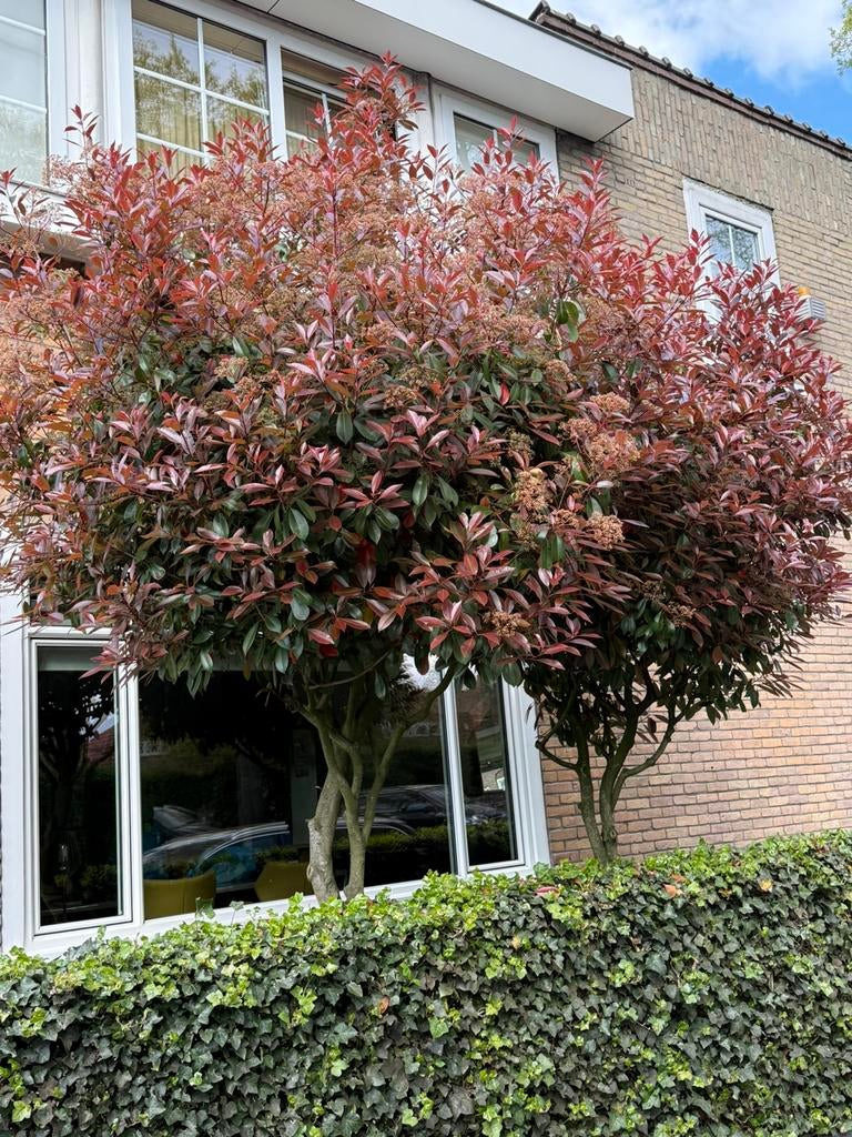 Photinia fraseri 'Red Robin' - Glansmispel - zelf uitgraven, Tuin en Terras, Overige soorten, 100 tot 250 cm, Zomer, Ophalen