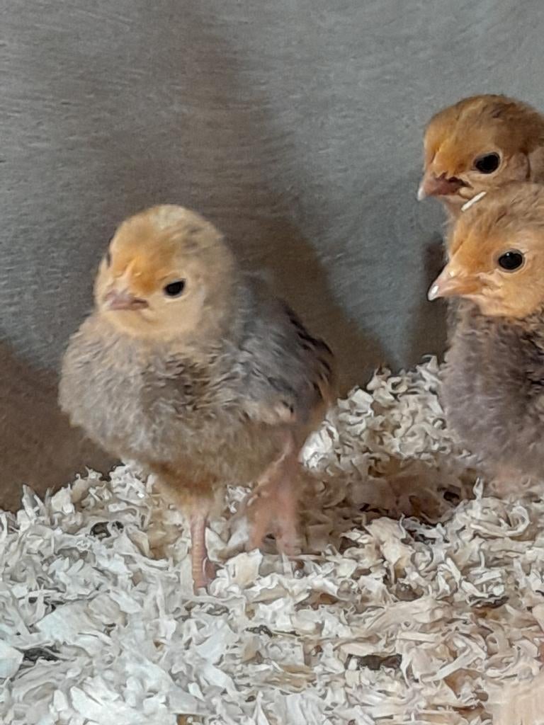 Hollandse kriel kuikens, Dieren en Toebehoren, Pluimvee, Geslacht onbekend, Kip