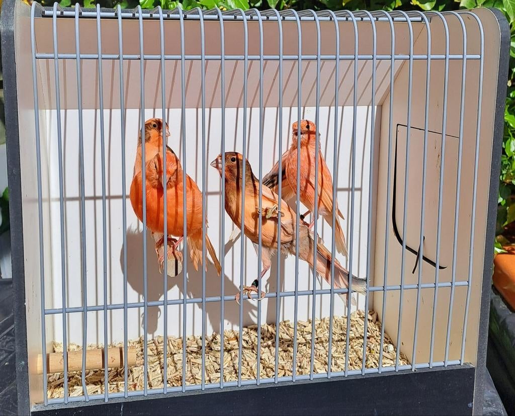Harlekijn kanaries, Dieren en Toebehoren, Vogels | Kanaries, Geslacht onbekend, Kleurkanarie