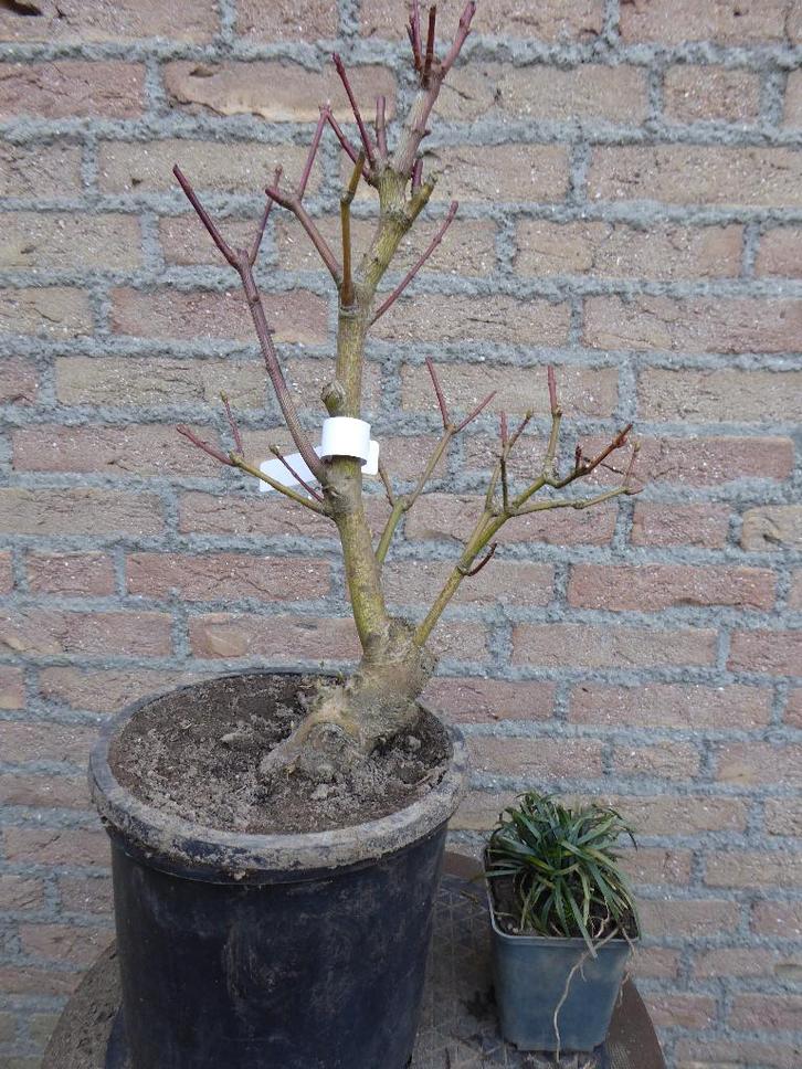Bonsai: Acer palmatum, Tuin en Terras, Planten | Bomen, Overige soorten, Minder dan 100 cm, Halfschaduw, Bloeit niet, Ophalen