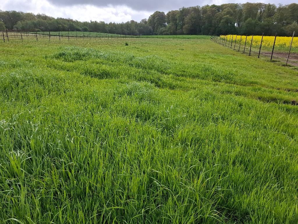 weiland te huur voor paarden, Weidegang, 2 of 3 paarden of pony's