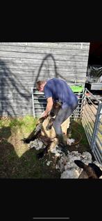 Scheren schapen, Vrouwelijk, Schaap