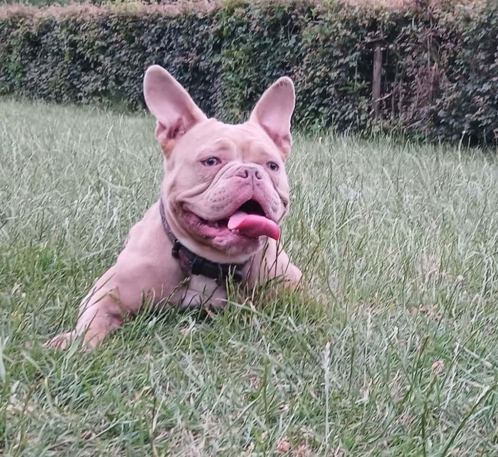 Bully teefje, Particulier, 1 tot 2 jaar, Buitenland, Teef