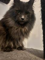 Dekkater Main coon volledig getest met stamboom, Dieren en Toebehoren, 3 tot 5 jaar