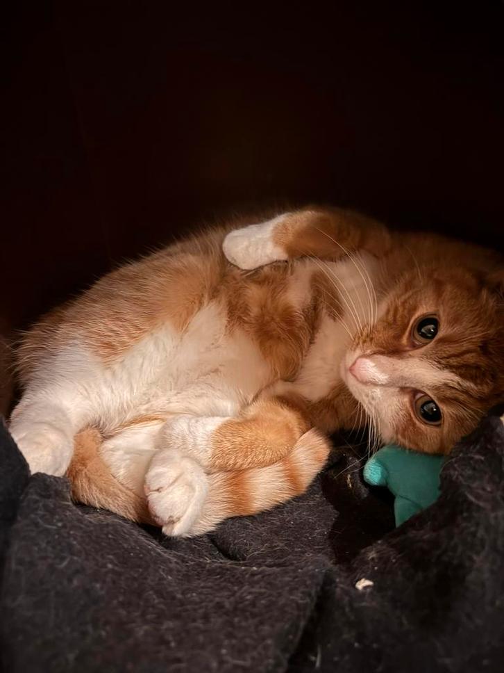 Lieve kater Nero zoekt een nieuw thuis, Dieren en Toebehoren, Katten en Kittens | Overige Katten, Kortharig, Kater, 3 tot 5 jaar