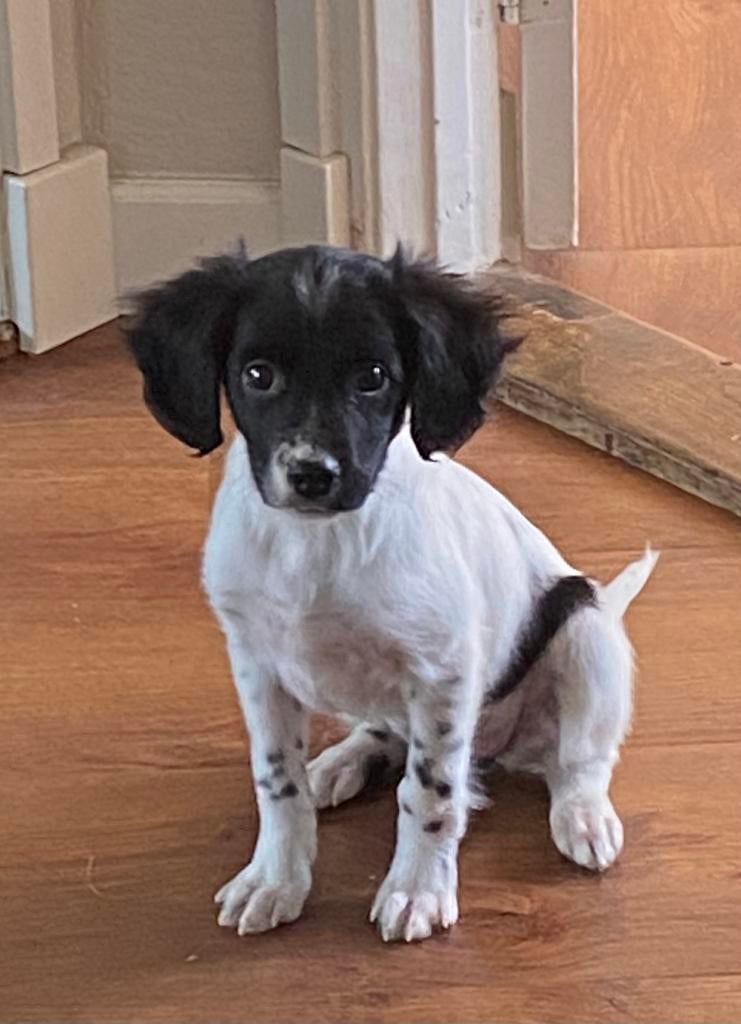 Hele mooie FRIESE STABIJ x HEIDEWACHTEL pup - teefje., Dieren en Toebehoren, Honden | Niet-rashonden, Parvo, Nederland, 8 tot 15 weken