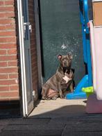 Stafford, 6 jaar of ouder, Overige rassen, Teef, Eén hond