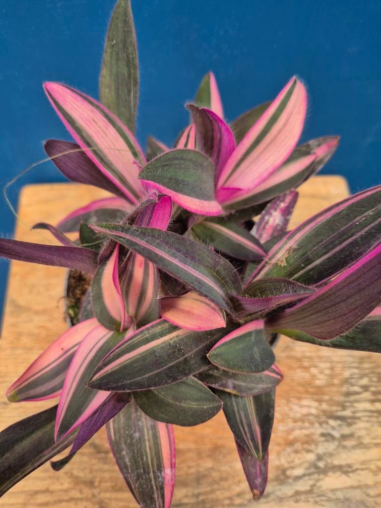 Tradescantia Pink Stripe p12 (4), Huis en Inrichting, Ophalen of Verzenden, Halfschaduw, Minder dan 100 cm