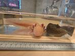 Axolotl (albino en wild), Dieren en Toebehoren, Amfibie, Tam, 3 tot 6 jaar