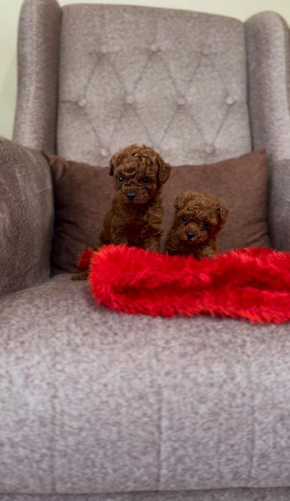 Toy Poedel / Toy Poodle, Poedel, Particulier, 15 weken tot 1 jaar, Buitenland