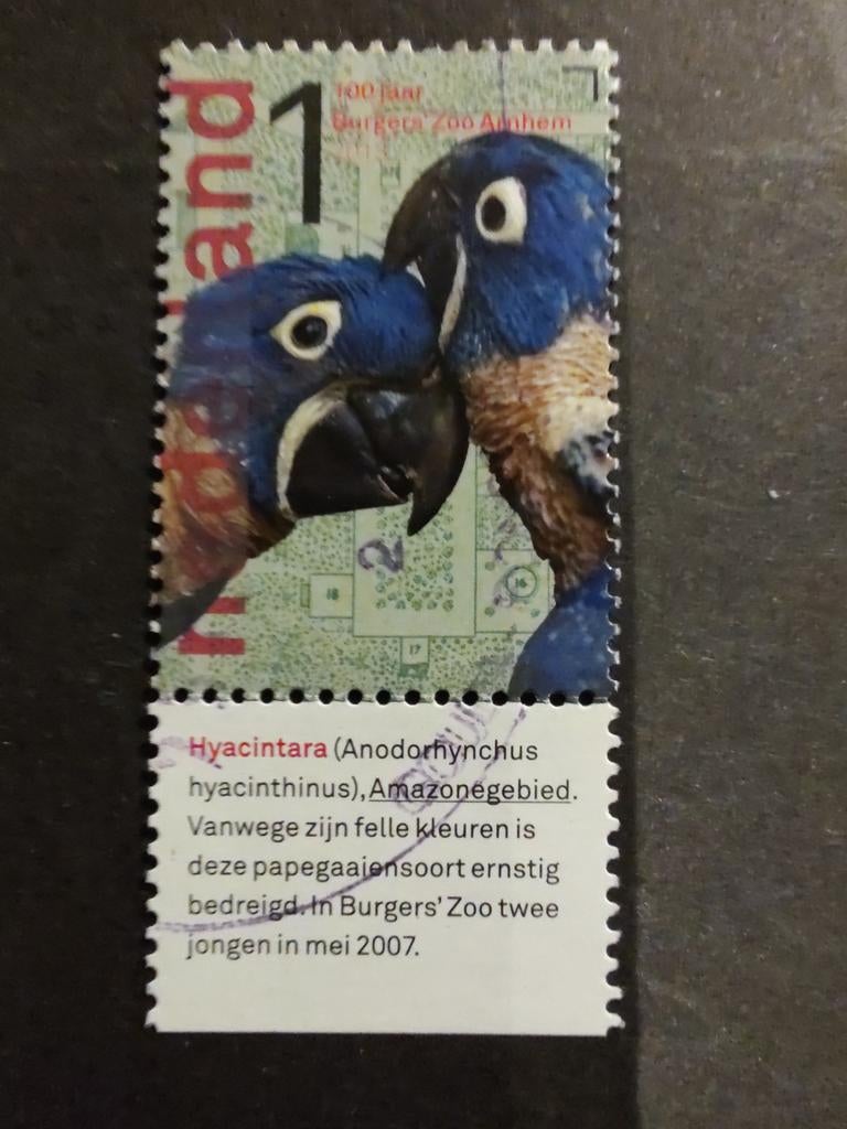 3031 hyacintara 2013 burgers Zoo, Ophalen of Verzenden