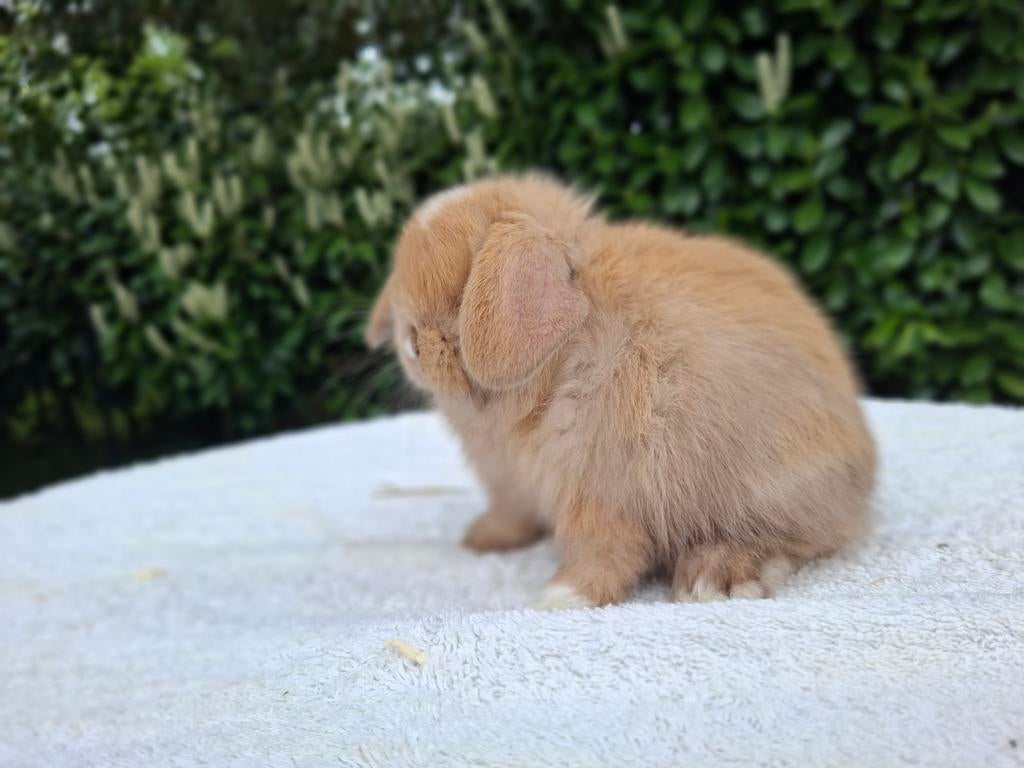 Minilop konijntjes, Dieren en Toebehoren, Konijnen, Mannelijk, Dwerg, Hangoor, 0 tot 2 jaar