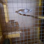 lachduif, Mannelijk, Tortelduif