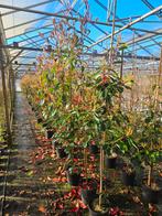 Photinia 'red robin' te koop!, Halfschaduw, Overige soorten, Lente, 100 tot 250 cm