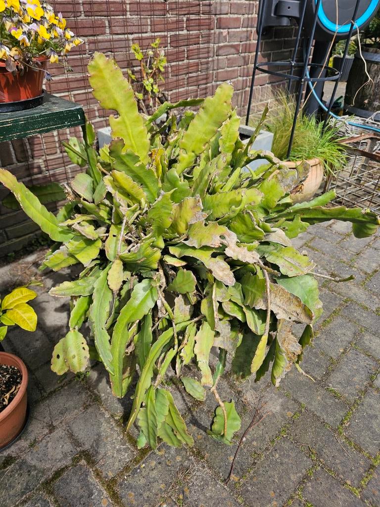 Grote Epiphyllum - Orchidee Cactus, Vaste plant, Halfschaduw, Lente, Ophalen