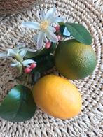 Decoratie fruit citroen + limoen Parlane 2x kunstfruit Nieuw, Ophalen of Verzenden, Nieuw, Binnen