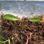 Philodendron painted lady #2, Ophalen of Verzenden, Halfschaduw, Minder dan 100 cm