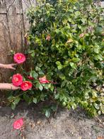 Camelia te koop, Ophalen, Overige soorten