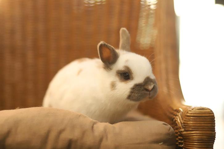 Gecastreerde konijnen | Dwergkonijnen | Jonge konijnen, Dieren en Toebehoren, Konijnen, Dwerg, Meerdere dieren, 0 tot 2 jaar