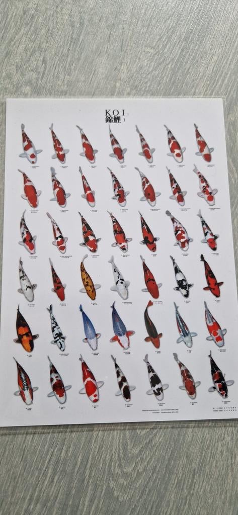 3 A4 formaat posters met verschillende Koi karpers, Ophalen of Verzenden