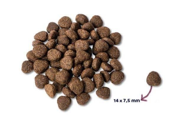 Renske Super Premium – Graanvrie hondenbrok met Verse Zalm, Verzenden, Hond