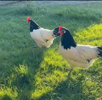 Broedeieren van de Hollandse Lakenvelder, Geslacht onbekend, Kip