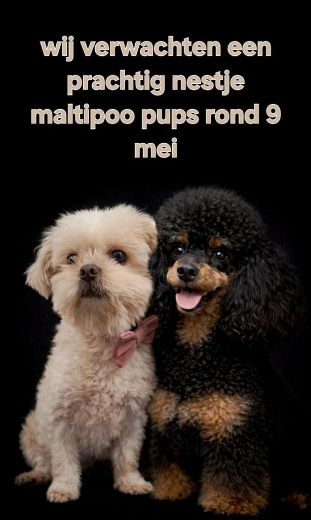 💞💙MALTIPOO NESTJE VERWACHT ROND 9 MEI💙💞, Parvo, Overige rassen, 8 tot 15 weken, Geslacht onbekend