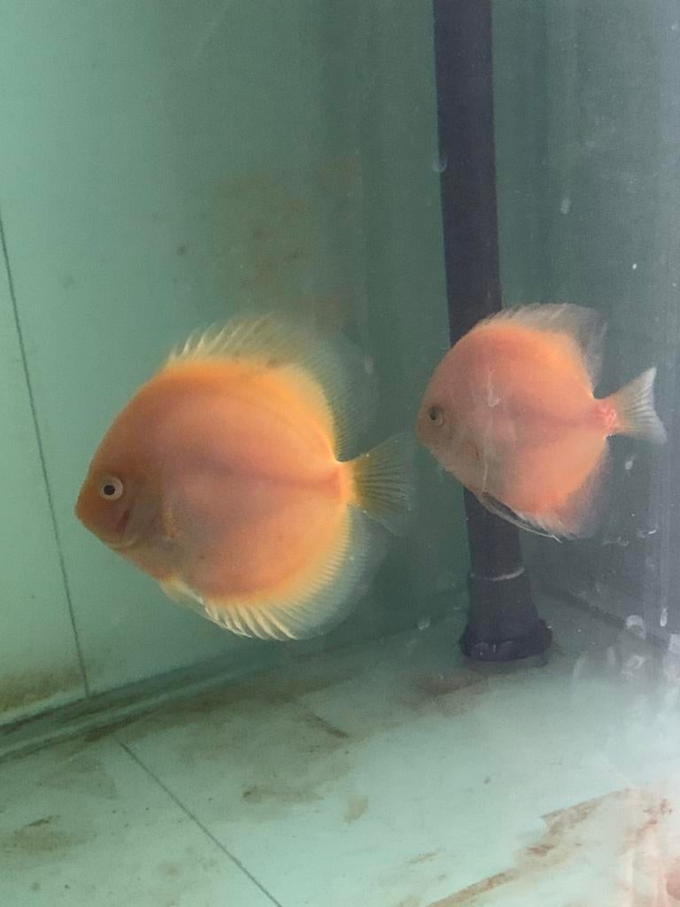 Koppel discus, Vis