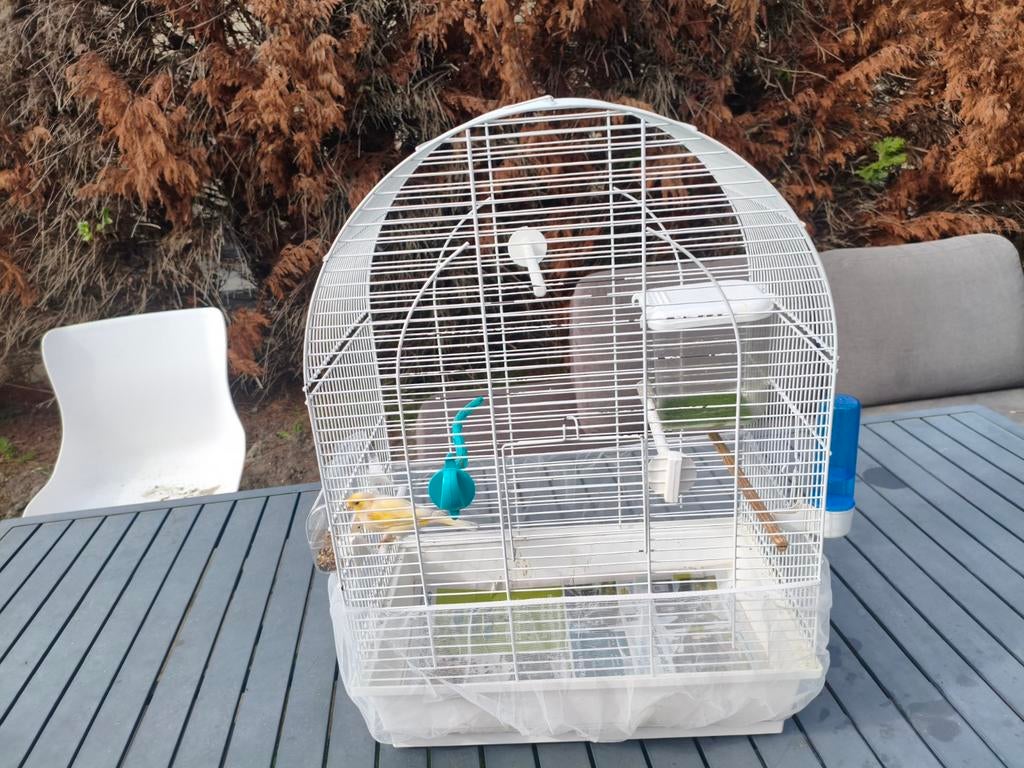 Vogelkooi met kanarie te koop - compleet, Dieren en Toebehoren, Vogels | Hokken en Kooien, Ophalen, Zo goed als nieuw, Metaal