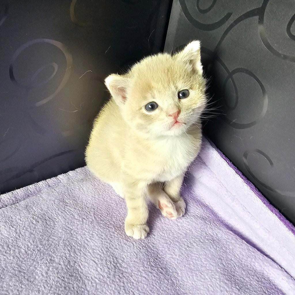 Crèmekleurige kittens zoeken een goed huis, Kater, Kortharig, 0 tot 2 jaar