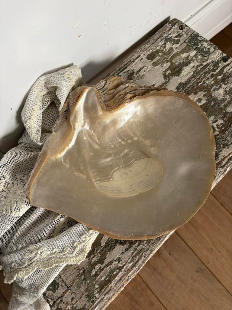 Prachtige parlemoer schelp, Ophalen of Verzenden