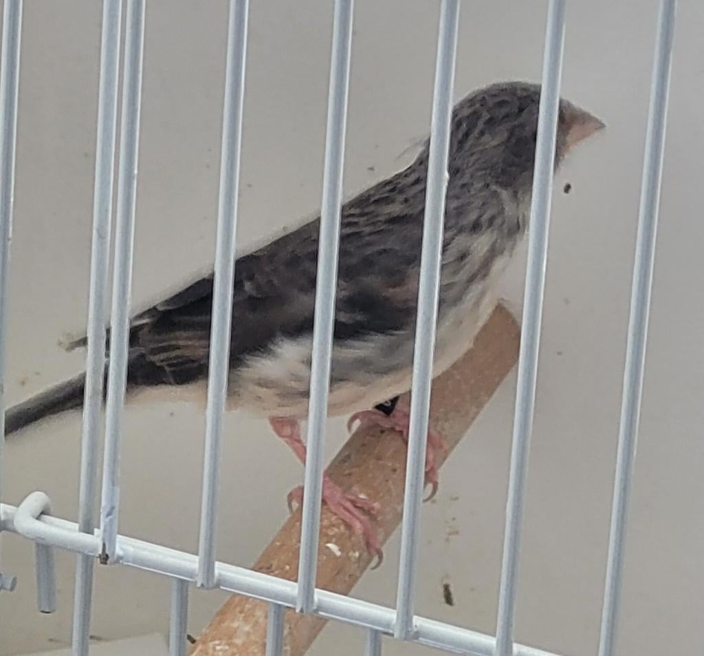 Edelzanger vrouwtje broedrijp, Dieren en Toebehoren, Vogels | Overige Vogels