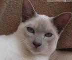GEVRAAGD Siamees lilac point poes, Poes, Ingeënt, 3 tot 5 jaar