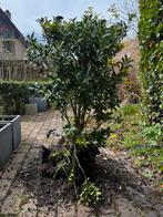 16 gezonde Buxus boompjes, Tuin en Terras, Planten | Bomen, Ophalen, Bloeit niet, Halfschaduw, Overige soorten