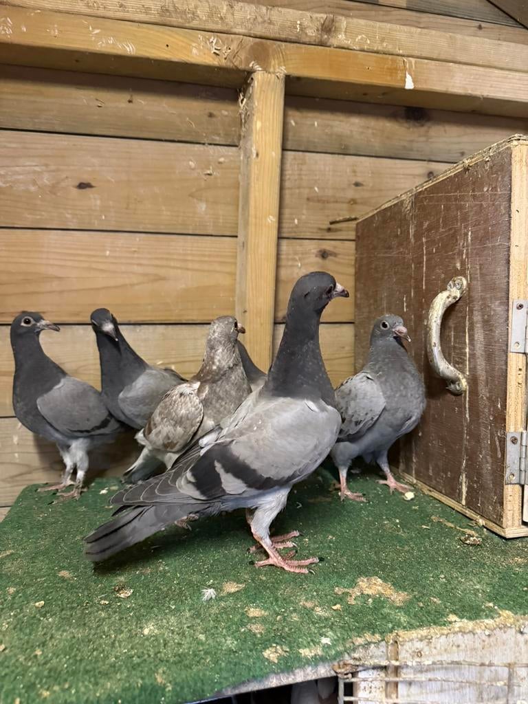 Postduiven, Dieren en Toebehoren, Pluimvee, Meerdere dieren, Kip