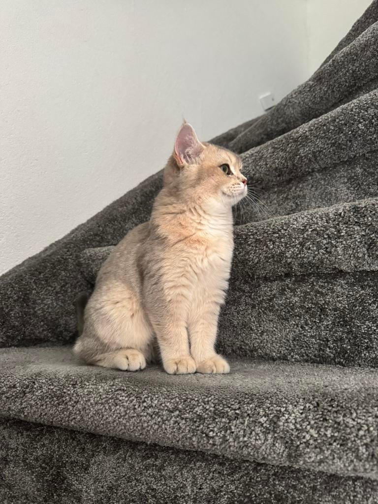 Britse Korthaar Kitten 100% ras, Dieren en Toebehoren, Katten en Kittens | Raskatten | Langhaar, Poes, Ontwormd