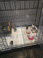 Kwartels met toebehoren, Ophalen of Verzenden, Overige typen