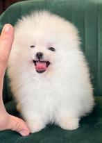 Pomeriaan mini size, Nederland, 8 tot 15 weken, Parvo, Eén hond