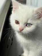 Te koop: Drie prachtige kittens!, Meerdere dieren