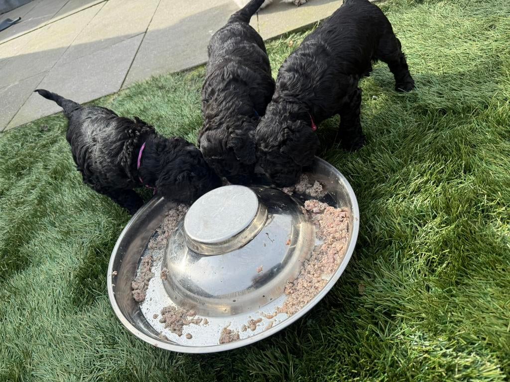 Grote poedel pups koningspoedel, Dieren en Toebehoren, Honden | Chihuahua's en Gezelschapshonden, Poedel, Parvo, 8 tot 15 weken