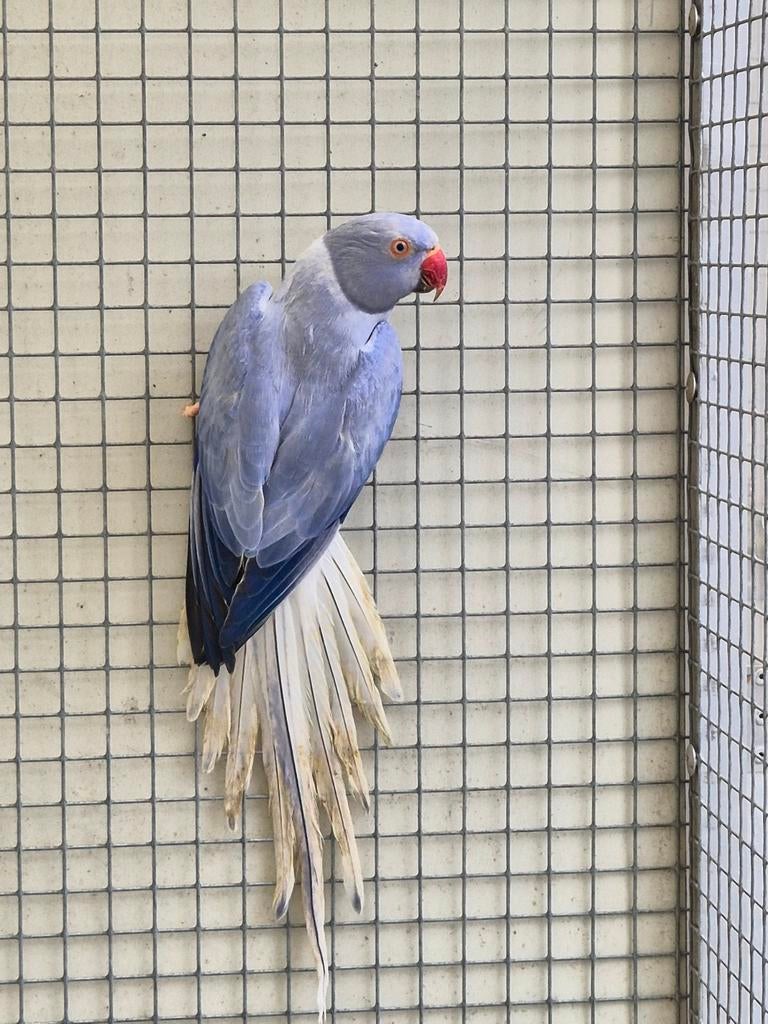 0-1 Violet Opaline Bleekstaart  wegens overcompleet ! 023, Dieren en Toebehoren, Vogels | Parkieten en Papegaaien, Vrouwelijk