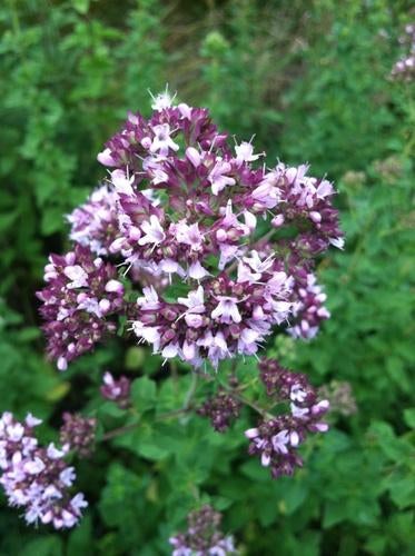 Marjolein kruidenplant, Tuin en Terras, Planten | Tuinplanten, Volle zon, Vaste plant, Zomer, Ophalen