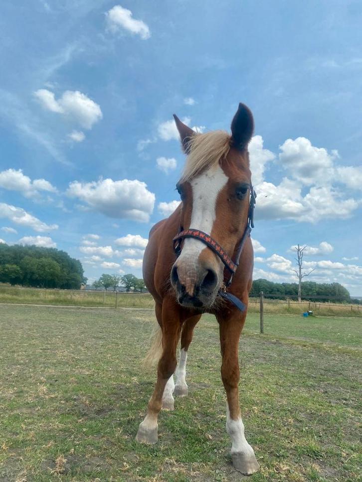 Weidegang in Eersel, Dieren en Toebehoren, Stalling en Weidegang, Weidegang