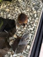 Muskus schildpadden, Dieren en Toebehoren, Reptielen en Amfibieën, Schildpad, Met terrarium, 3 tot 6 jaar